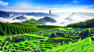 茶园