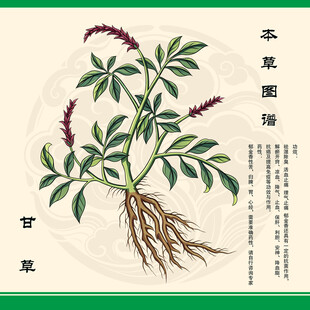 甘草植物图示