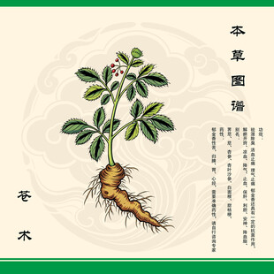 传统手绘苍术草药图