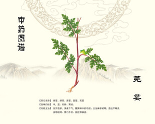 中药芫荽图示