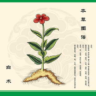 白术植物插画展示