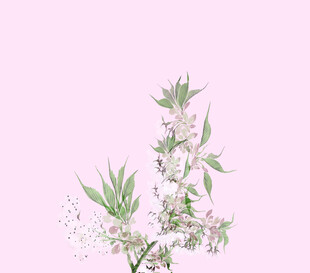 粉色背景下的清新花卉植物