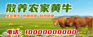 黄牛