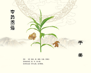 中药干姜植株展示