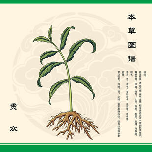 贯众草本植物图示