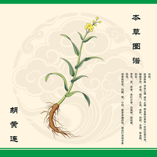 手绘胡黄连草本植物图