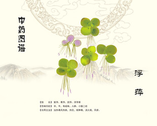 浮萍中药浮萍
