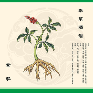 手绘紫参植物图