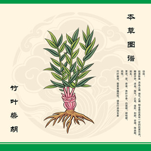 竹叶柴胡图示