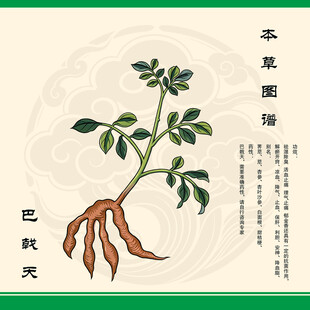 巴戟天植物图示