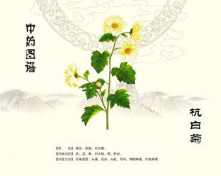 杭白菊中药菊花
