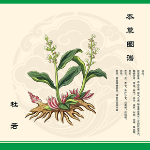 手绘中药杜若植物图