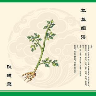 铁线草植物图示