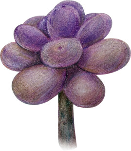 紫色多肉植物手绘插画免扣素材