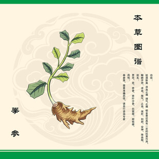 拳参植物图