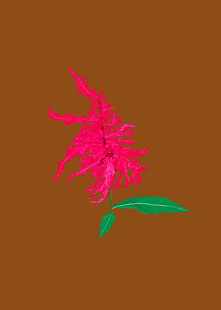 鸡冠花插画