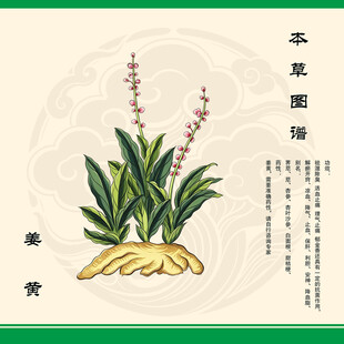 本草姜黄插画展示