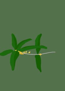 绿叶间的桂花