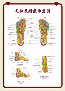 足部反射区示意图