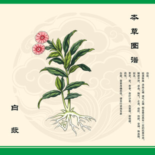 白蔹草植物本草图示