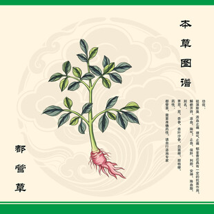 都管草植物图绘