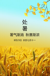 处暑 麦田 秋意