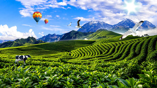 茶山