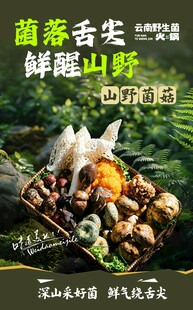 野生菌海报