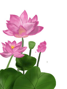 手绘荷花插画