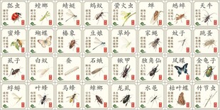 昆虫图鉴