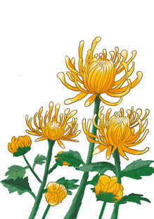金色秋菊手绘插画