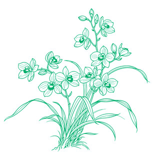 绿色线描兰花插画花卉线稿矢量图